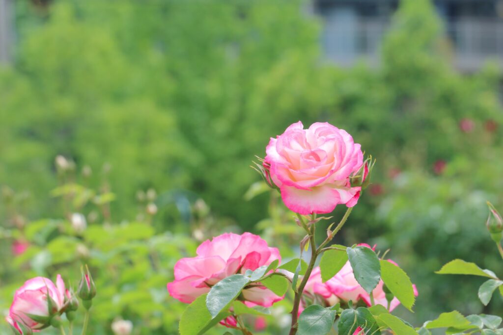 色鮮やかなばらの花